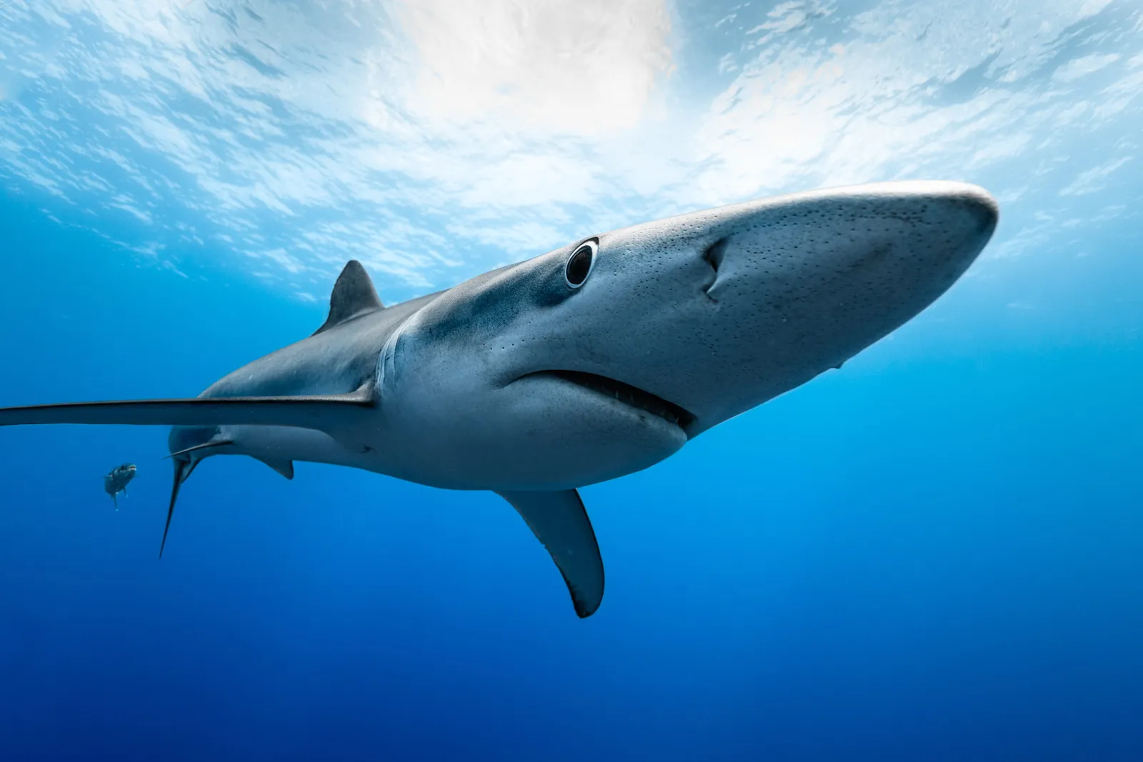 Professional underwater shark photography media asset